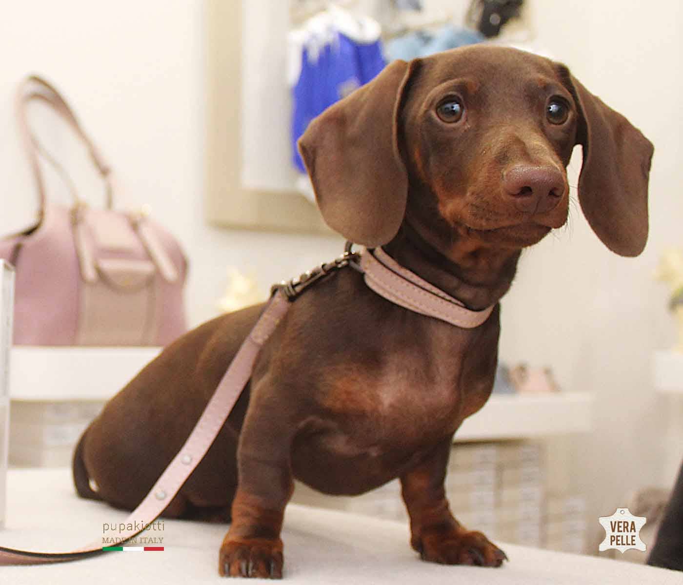 Pupakiotti Pets, Brand in Italy Srl. – coleira - Cão por atacado – Coleira premium para cachorro em couro legítimo9