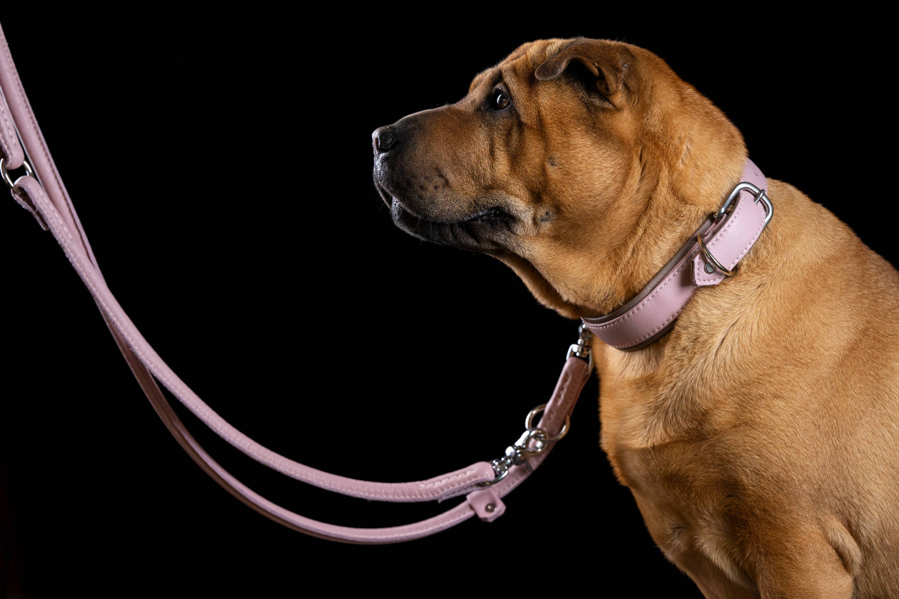 LABONI - Volentis GmbH - Wholesale Pet Collar - Dog - AMICI dog collar48