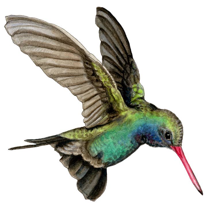 Amy Rose Moore Illustration - Wholesale Sticker - Broad-billed Hummingbird Vinyl STICKER
