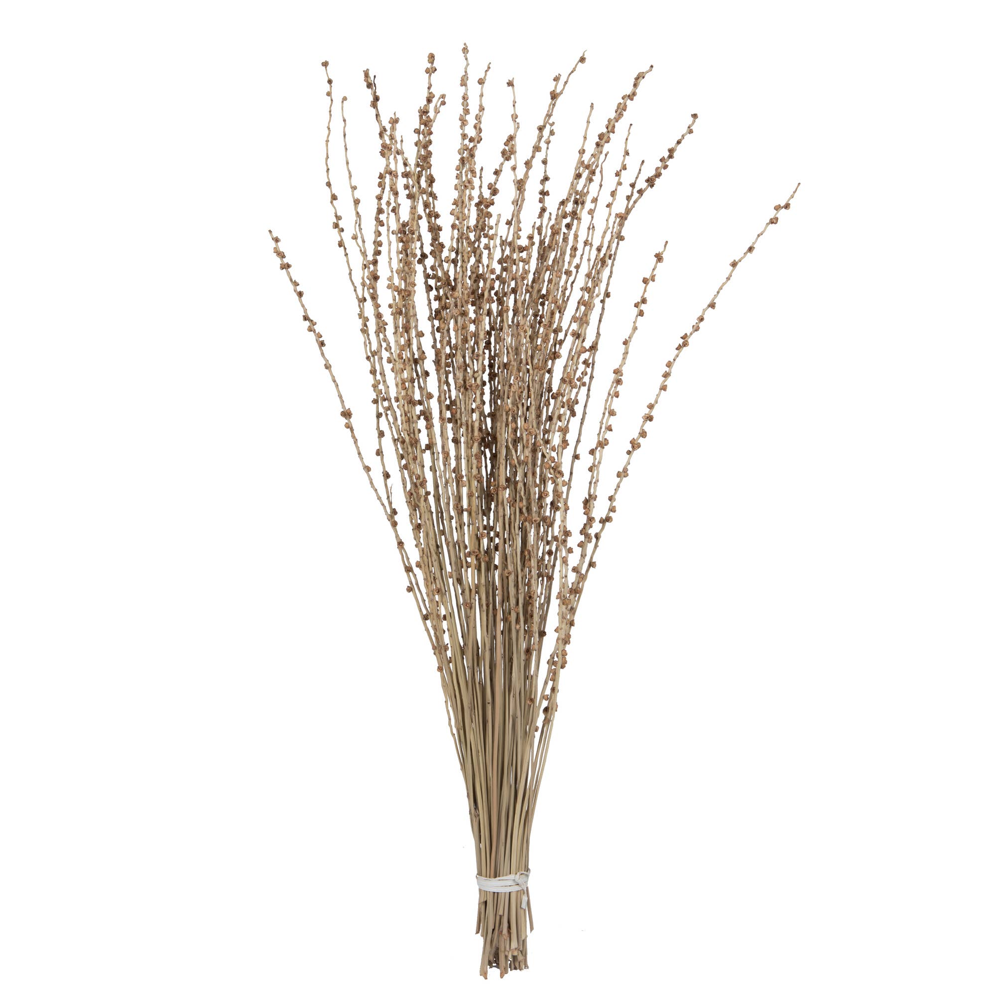 Vickerman 36-38" Natural Deglet Nour Branch Bundle for wholesale on Faire0