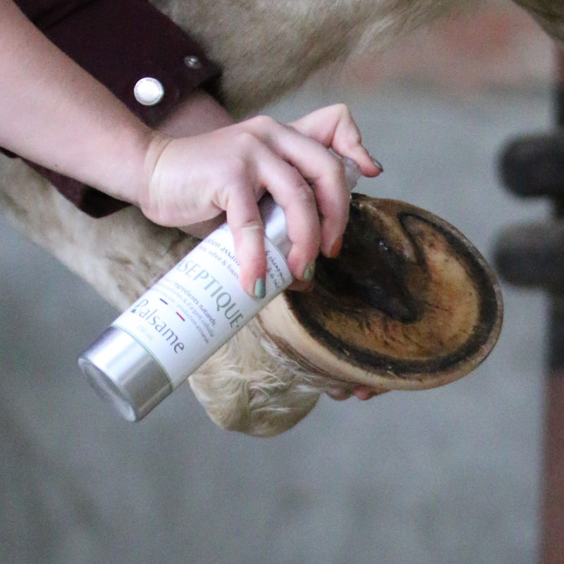 BALSAME - Wholesale Horse Conditioner/Grooming Aid - THE ASEPTIC - Disinfectant spray3