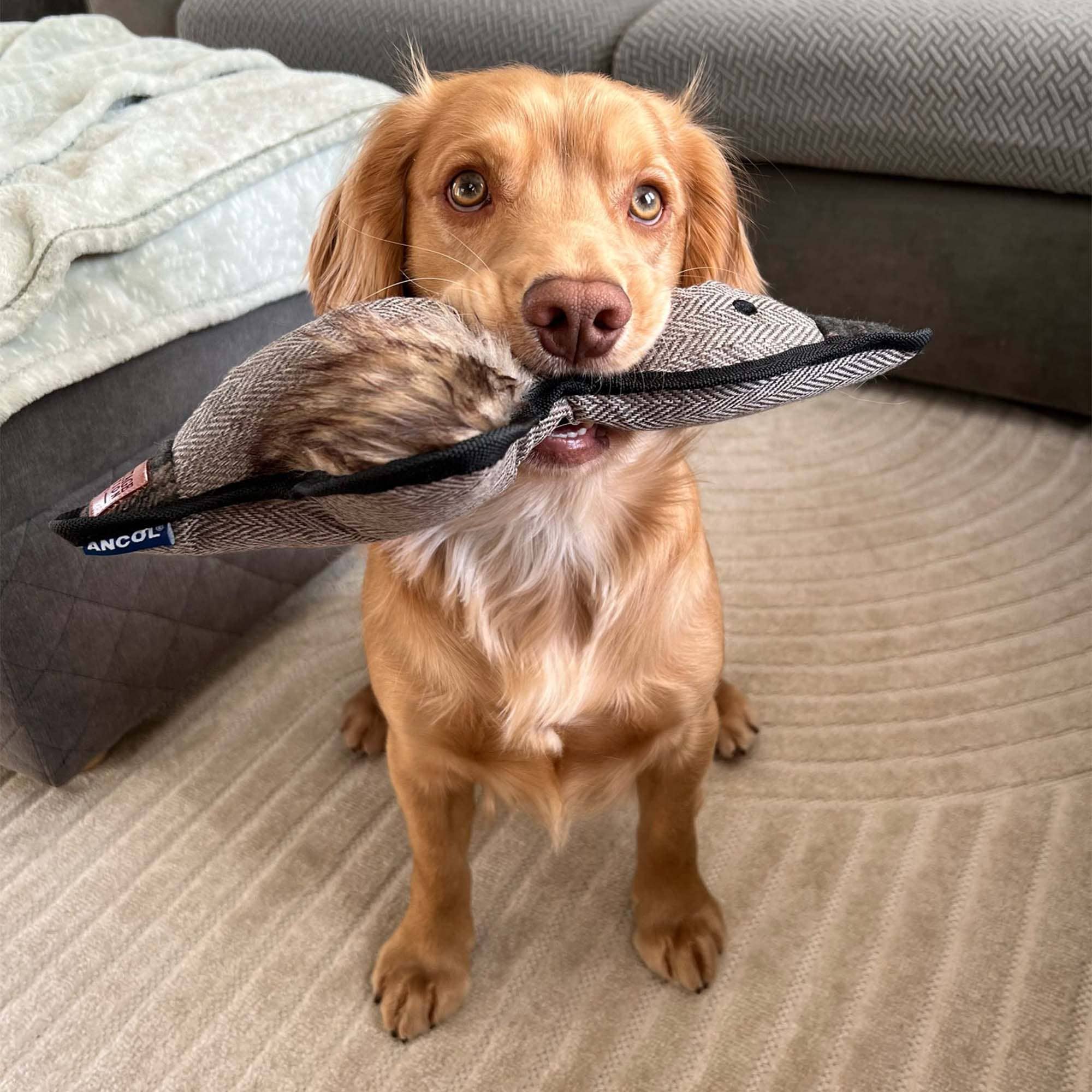 Ancol Pet Products Ltd - Wholesale Pet plush toy – Dog - The Heritage Collection Tweed Duck2