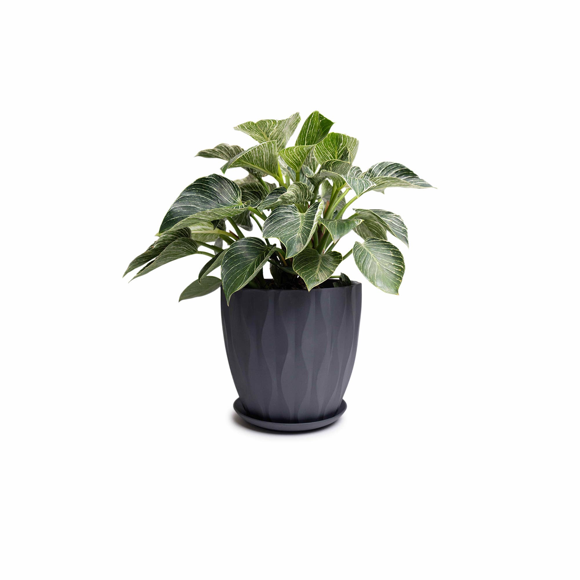 Chive - Wholesale Plant Pot - Handmade Ceramic Virago Pots | Artisan Plant Planters35