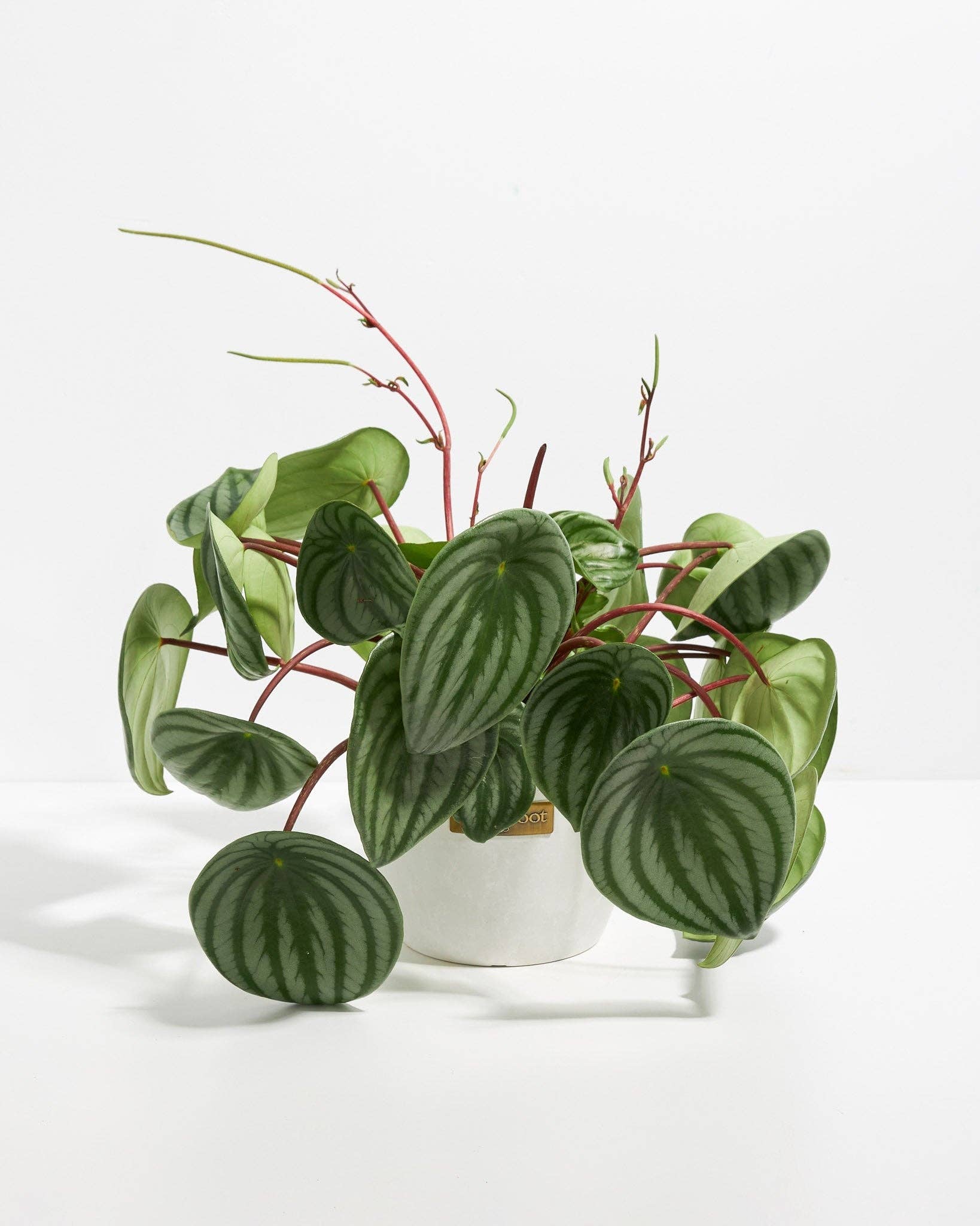 Lively Root - Wholesale Live Plant - Watermelon Peperomia20