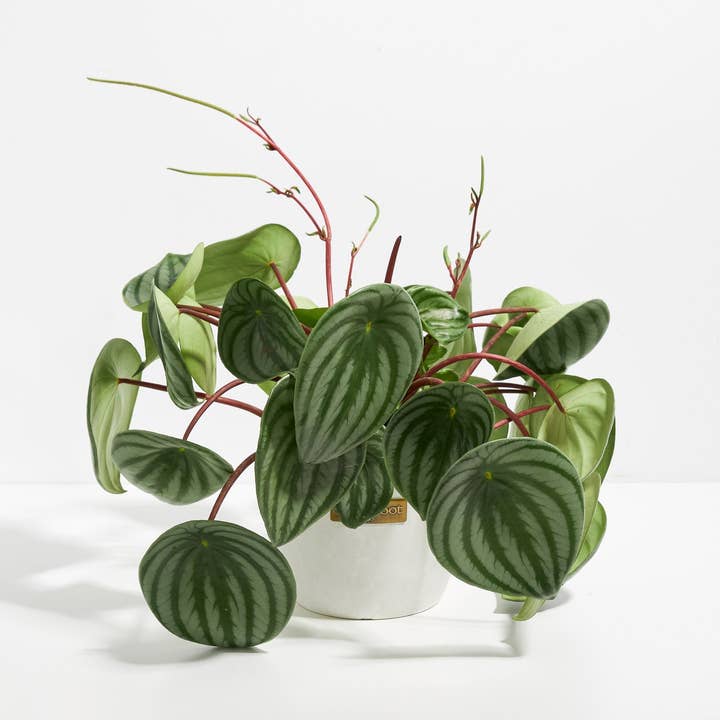 Lively Root - Wholesale Live Plant - Watermelon Peperomia20