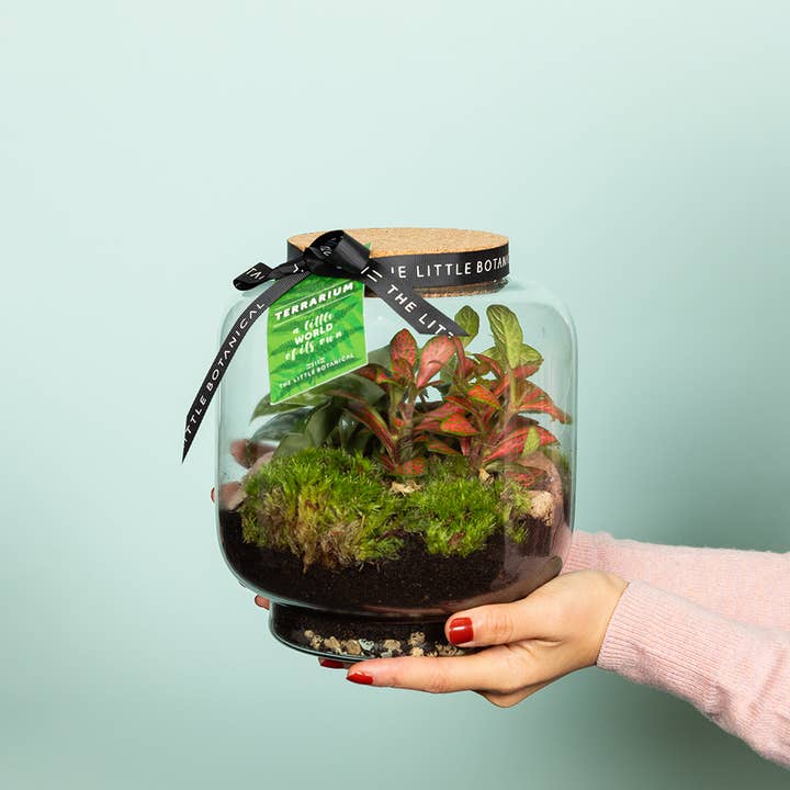 The Little Botanical – wholesale Terrarium – Round Glass Terrarium - Pre-Planted & Easy Care2