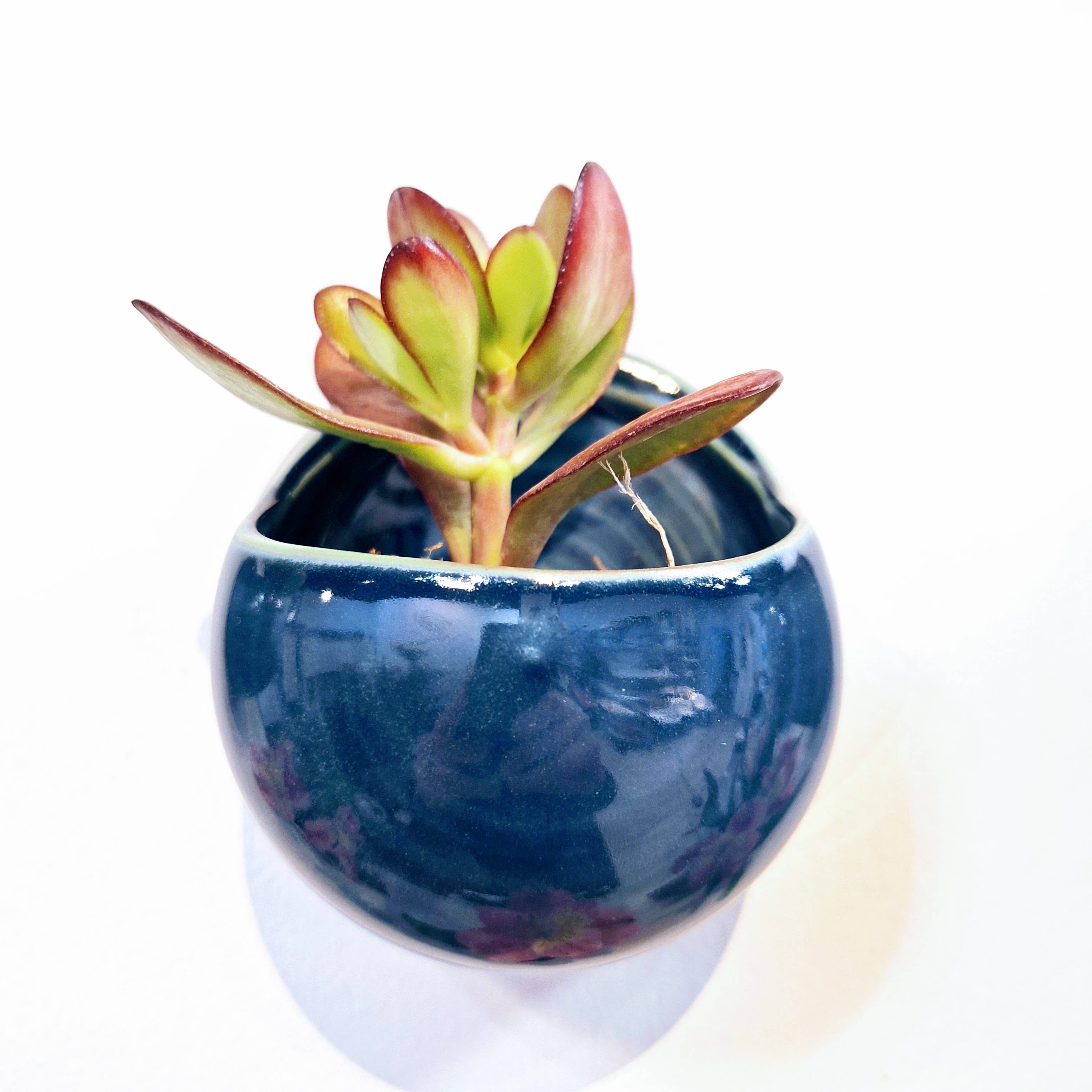 Plays in Mud Pottery - Wholesale Wall Planter - Succulent Wall Planter- Handmade Pottery- Made to Order5