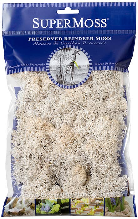SuperMoss – Großhandel Pflanzen – SuperMoss Rentiermoos konserviert, 57 g Beutel11