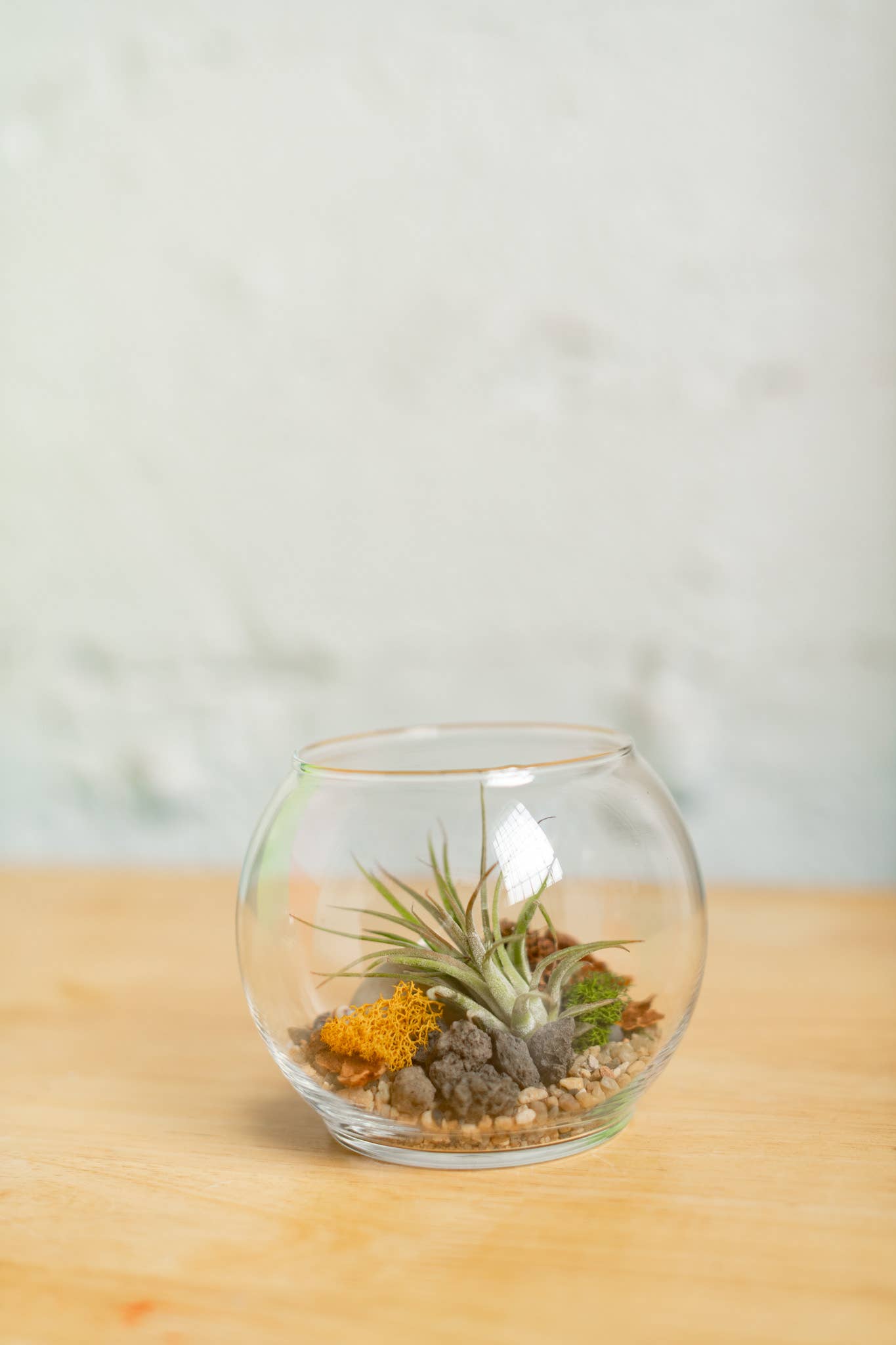 Plant Shop - Wholesale Terrarium - New* Airplant Terrarium Kit : Globe5