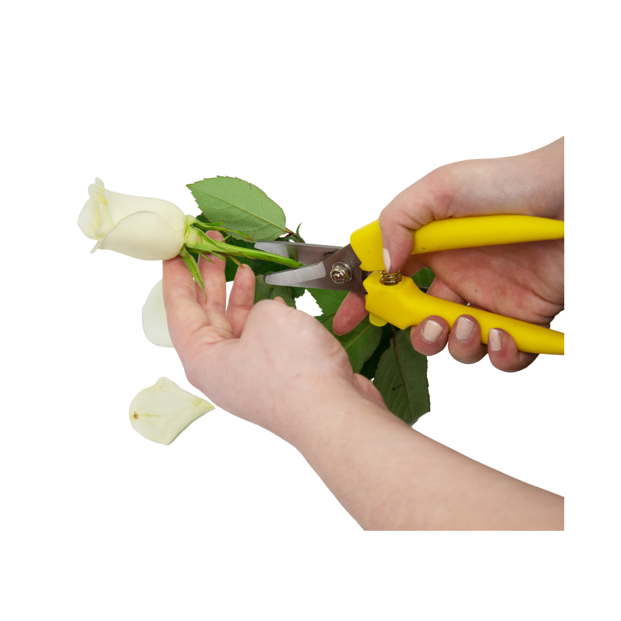 Jacobson - Wholesale Garden Tool - 7.5" Bunch Cutter – Heavy Duty - Floral Supplies2