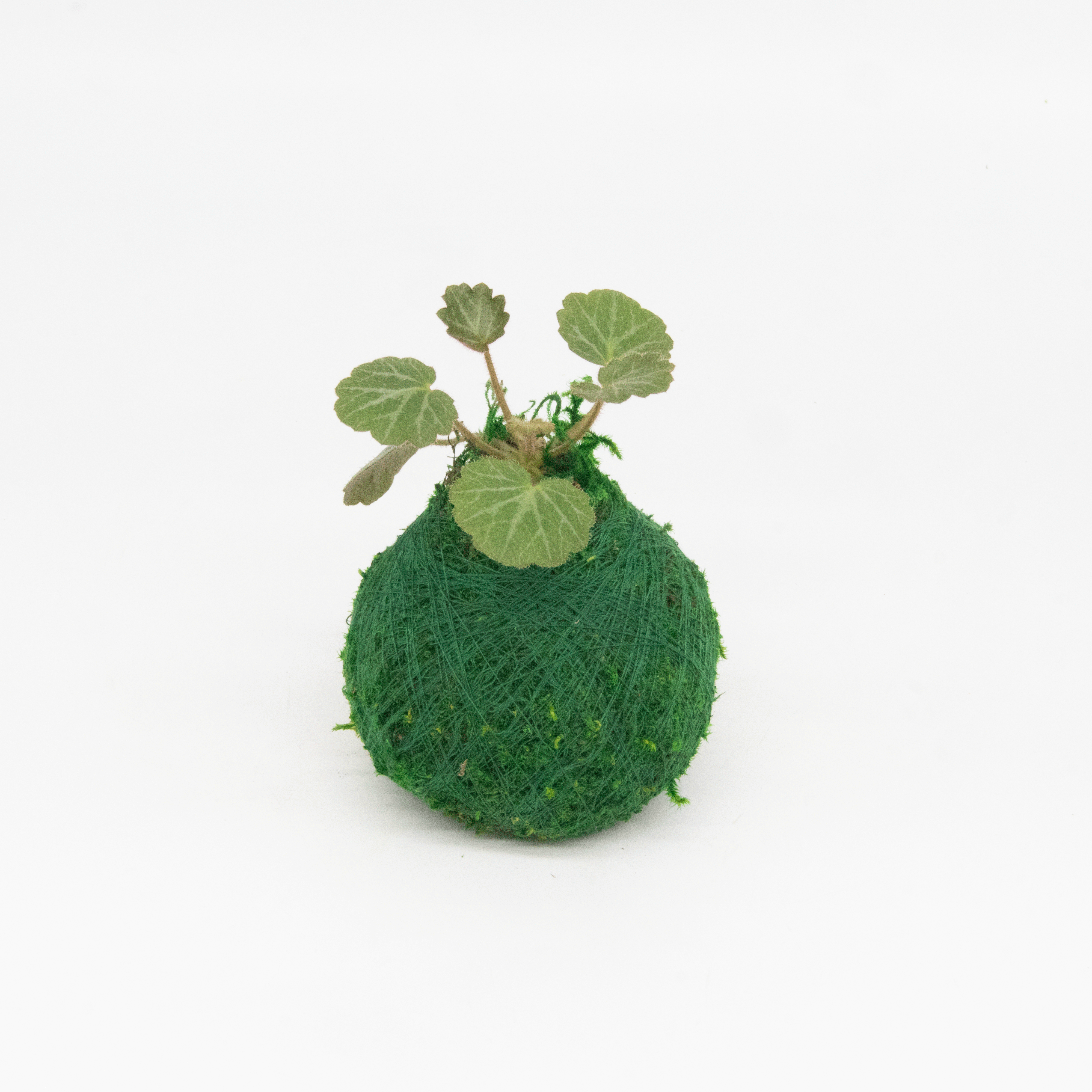 Kazumi Garden - Wholesale Live Plant - Mini Kokedama | Moss Ball Kokedamas4