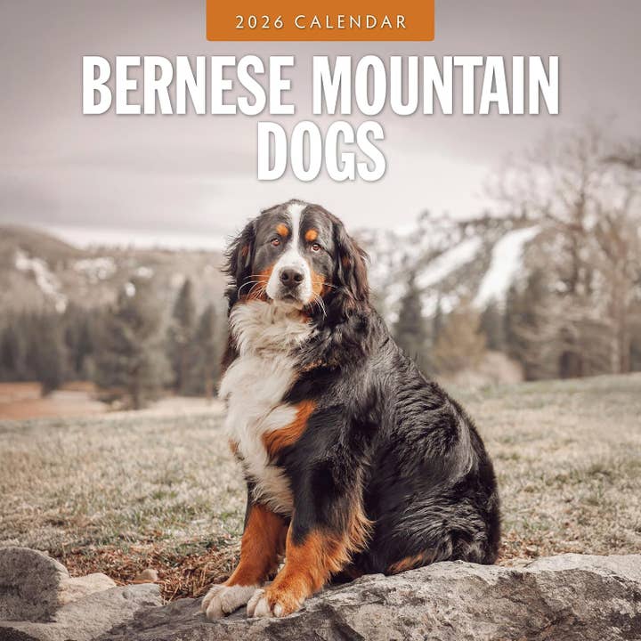 Red Robin 2026 Bernese Mountain Dogs Monthly Wall Calendar for wholesale by MiddleGift