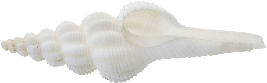 HS Seashells - Wholesale Decorative Tabletop Object - Knobby Spindle 4-5"3