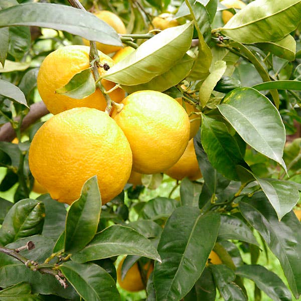 Essences Naturelles Corses - Wholesale Essential Oil - Organic lemon - Essence - Aromatherapy - 10ml