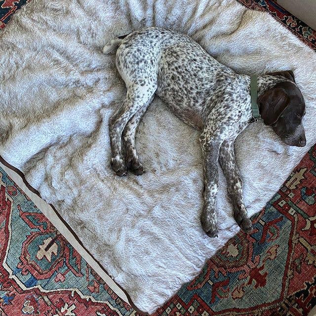 Paw Brands - Wholesale Pet Blanket - Dog - PupProtector™ Short Fur Waterproof Throw Blanket - White with Brown Accents5