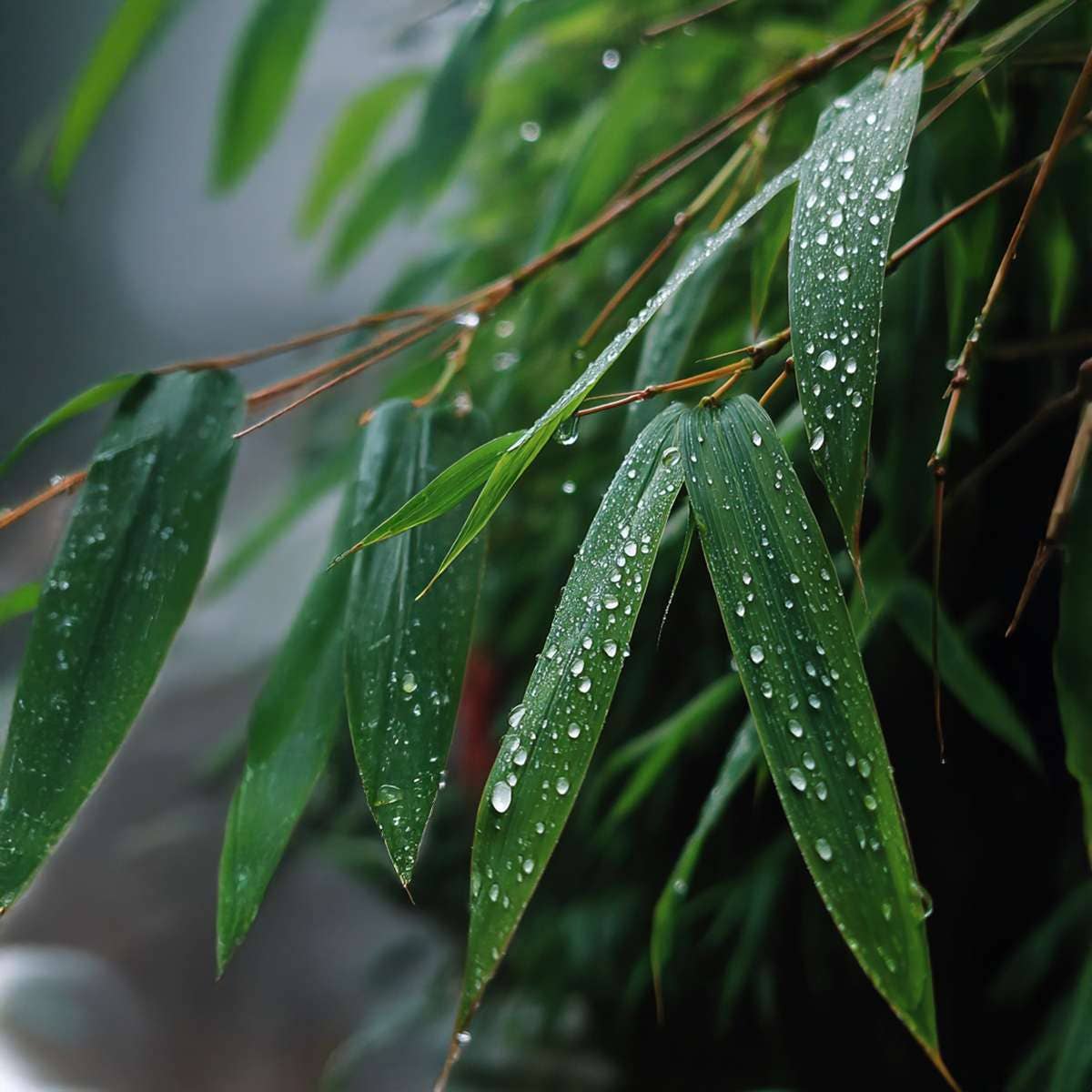 Oasis of Life - Wholesale Live plant - Bamboo – 3 Fargesia Rufa Plants – Green Garden Bamboo – Evergreen, Hardy & Non-Invasive – Ideal as Hedge or Container Plant – Easy to Care for & Robust – Height 25–40cm – Ø13cm9