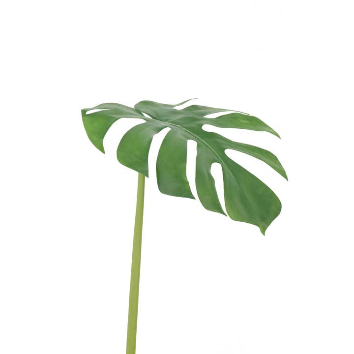 FL11788 MONSTERA Leaf, 37 pulgadas, 12 P/48/7.92 pies para venta al por mayor de Green Import Limited