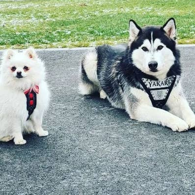 Le harnais en métal, personnalisé ! pour la vente par Serendipityfile