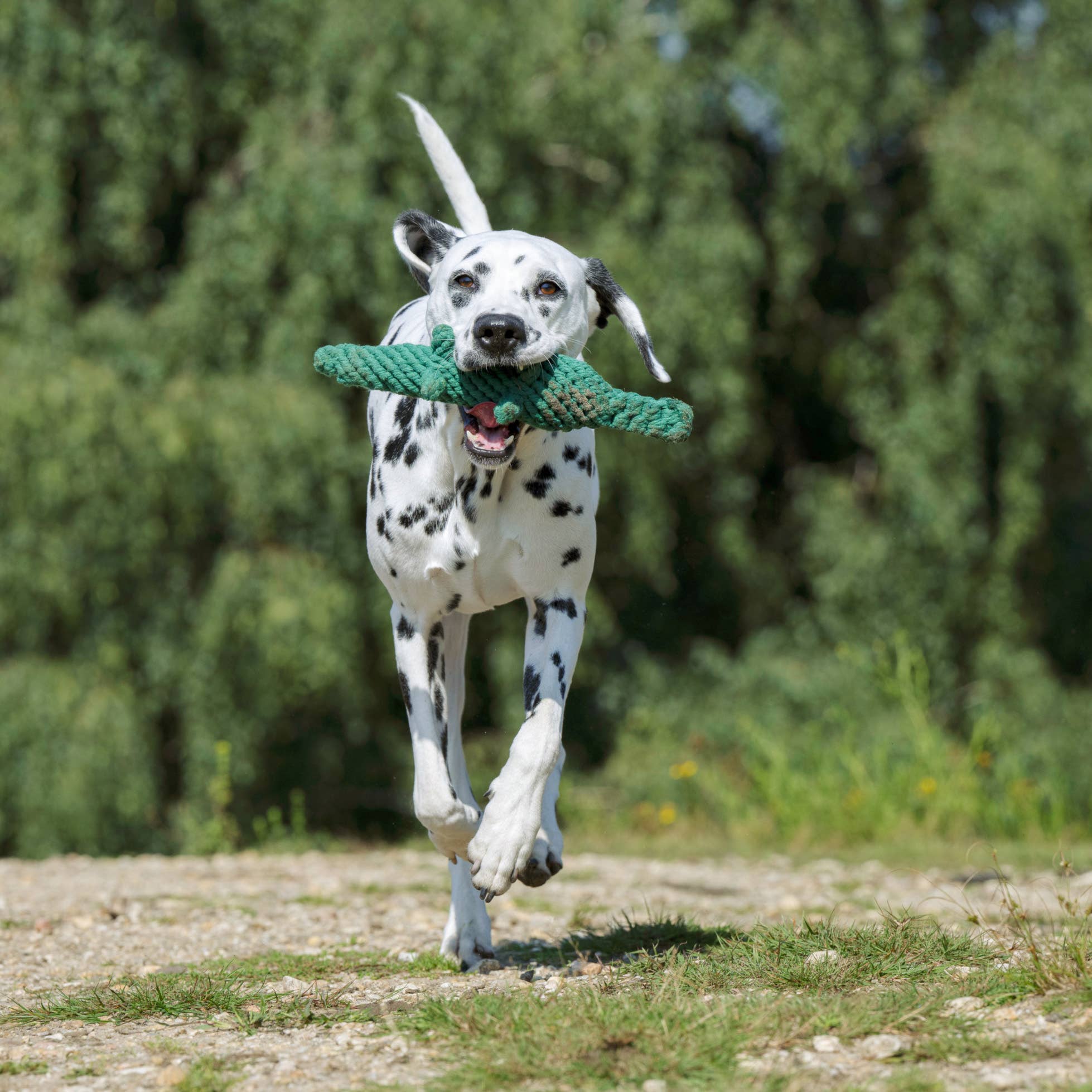 LABONI - Volentis GmbH - Wholesale Pet Chew Toy - Dog - KALLI KROKODIL – The Gentle Giant with Play Value4