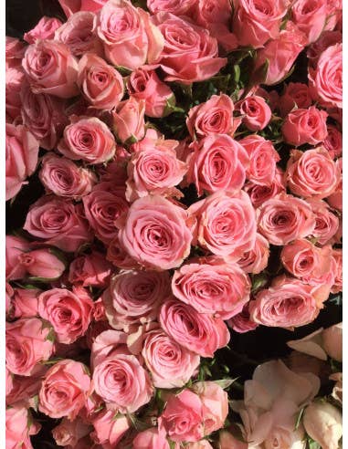 Florasource - Wholesale Fresh Cut Flowers - Spray Rose Medium Pink Lydia 100 Stems3