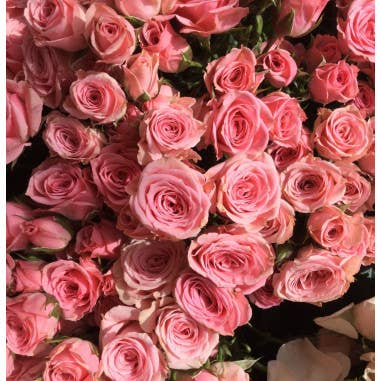 Florasource - Wholesale Fresh Cut Flowers - Spray Rose Medium Pink Lydia 100 Stems3