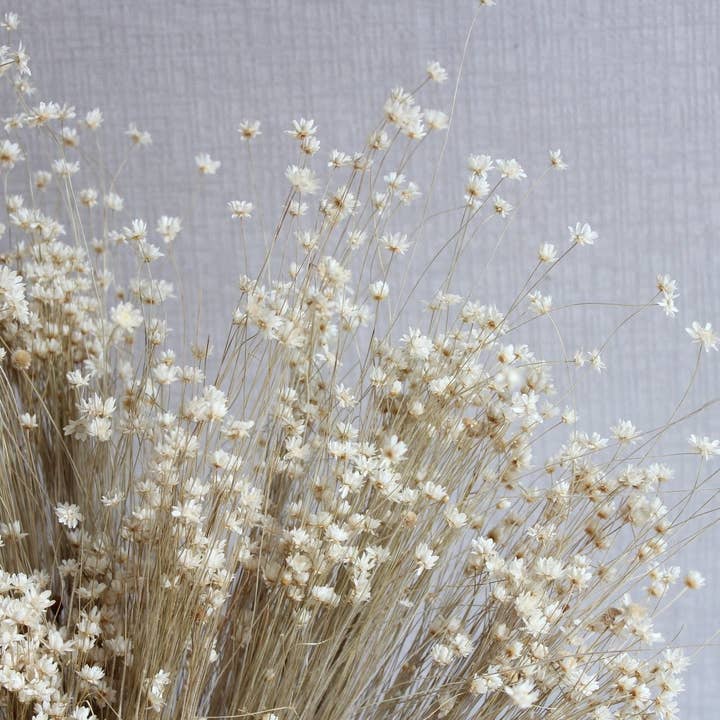 Natural Star Flowers (Marcela) for wholesale on Faire