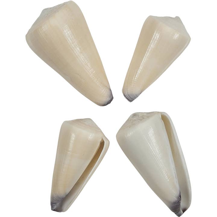 Virgin Cone 2-3" for wholesale by HS Seashells