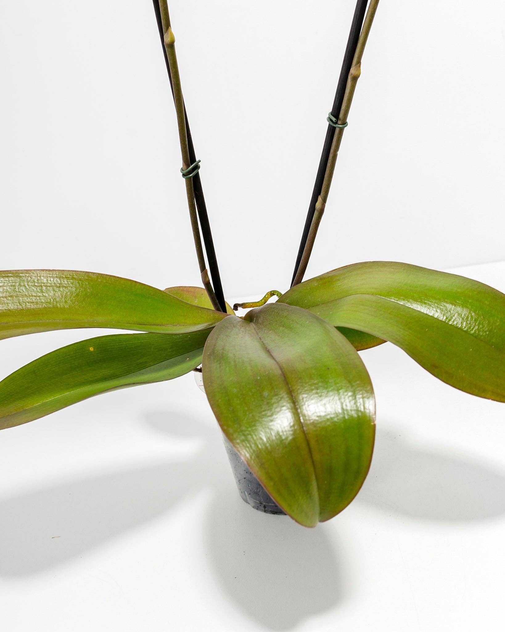 Lively Root - Wholesale Live Plant - Arcadia Phalaenopsis Orchid7