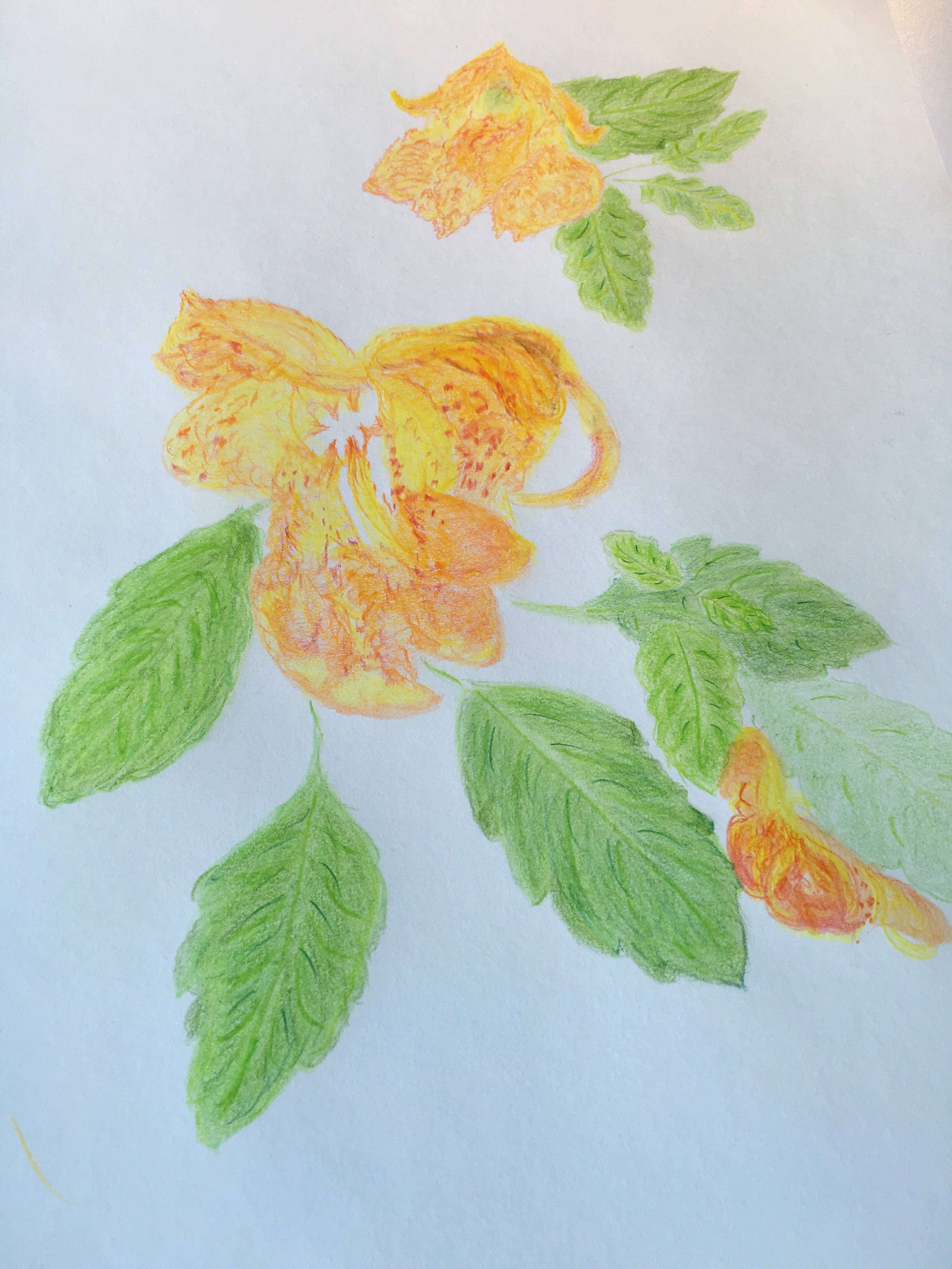 Creation Farm Inc - Wholesale Insect Repellent - Jewelweed Topical Mist 4 Oz Soothes Poison Ivy And Poison Oak Bee Stings Sumac And Oak With Aloe Vera Extract3