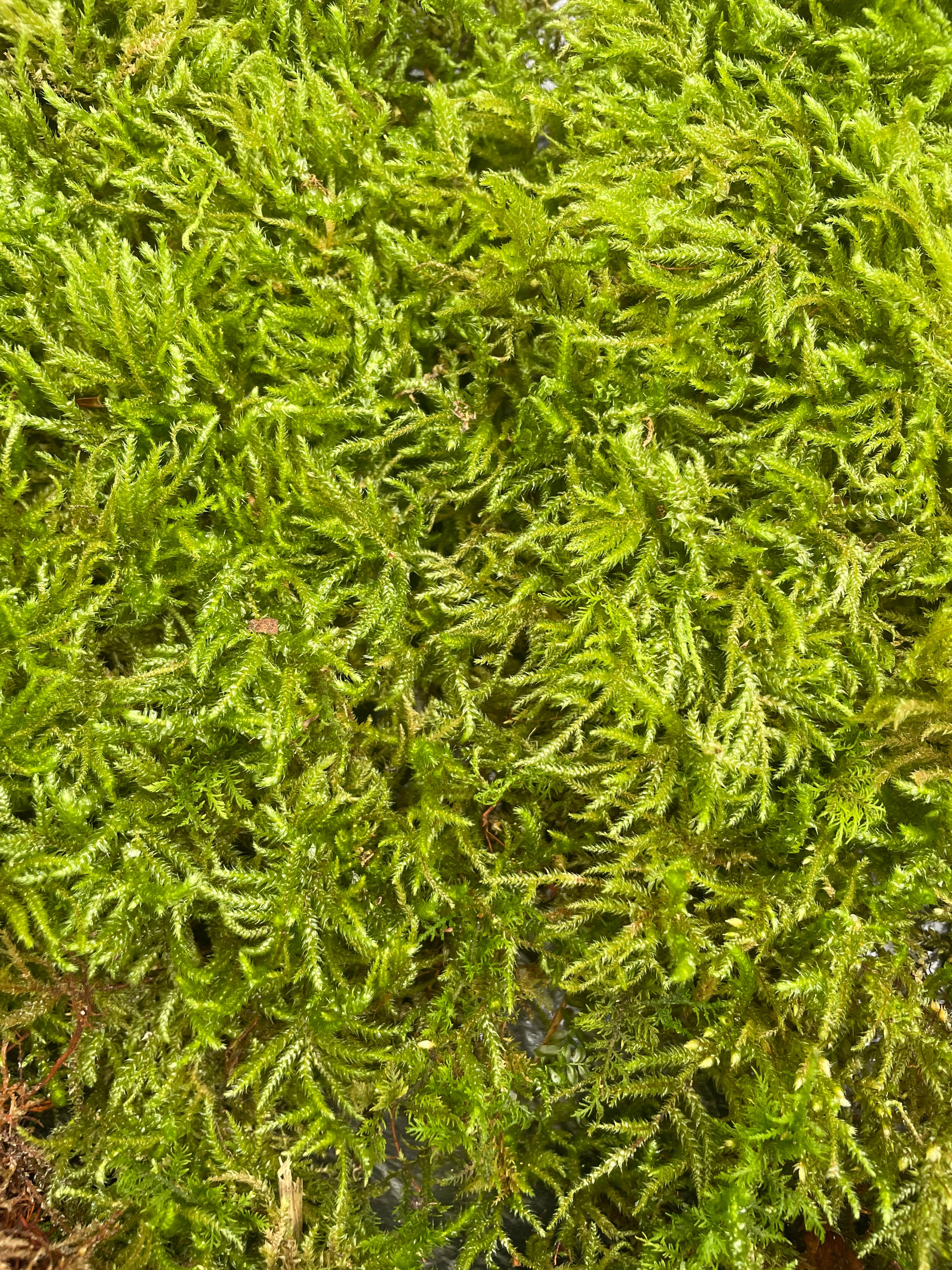 Moss & Stone Gardens – Engroshandel Ægte plante – Levende Tæppe Mos (1-1000 kvadratfod) - Rhytidiadelphus4