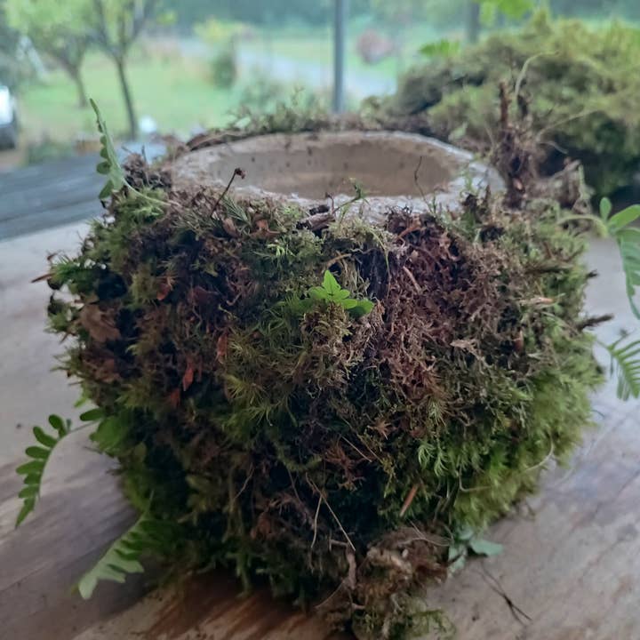 Moss wholesale - Vendita all'ingrosso Vasi per piante - Vaso per piante in ipertufo con muschio vivo e felci attaccati