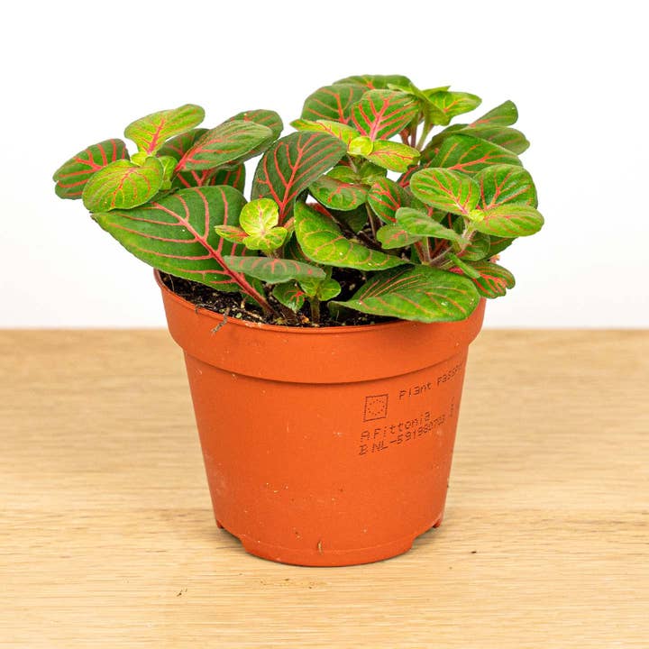 Trendhero.nl/b2b – Großhandel Pflanzen – Fittonia Bubble Red - Rot und Grün - Mosaikpflanze