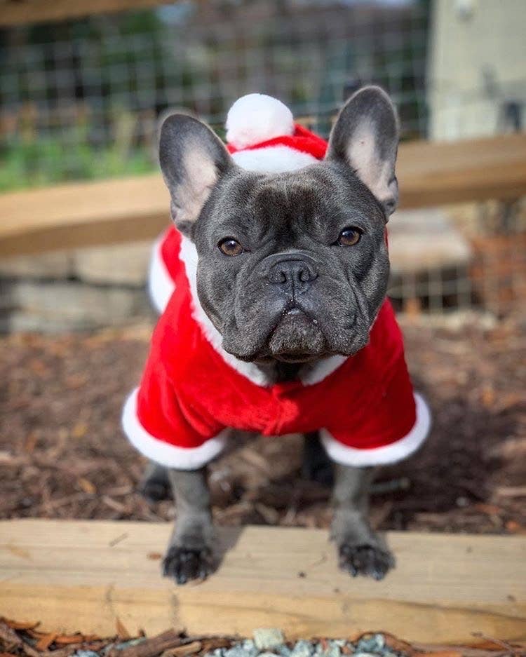 Parisian Pet® - Wholesale Pet Hoodie - Dog - Santa Claus Hoodie – Stylish & Warm Christmas Wear3