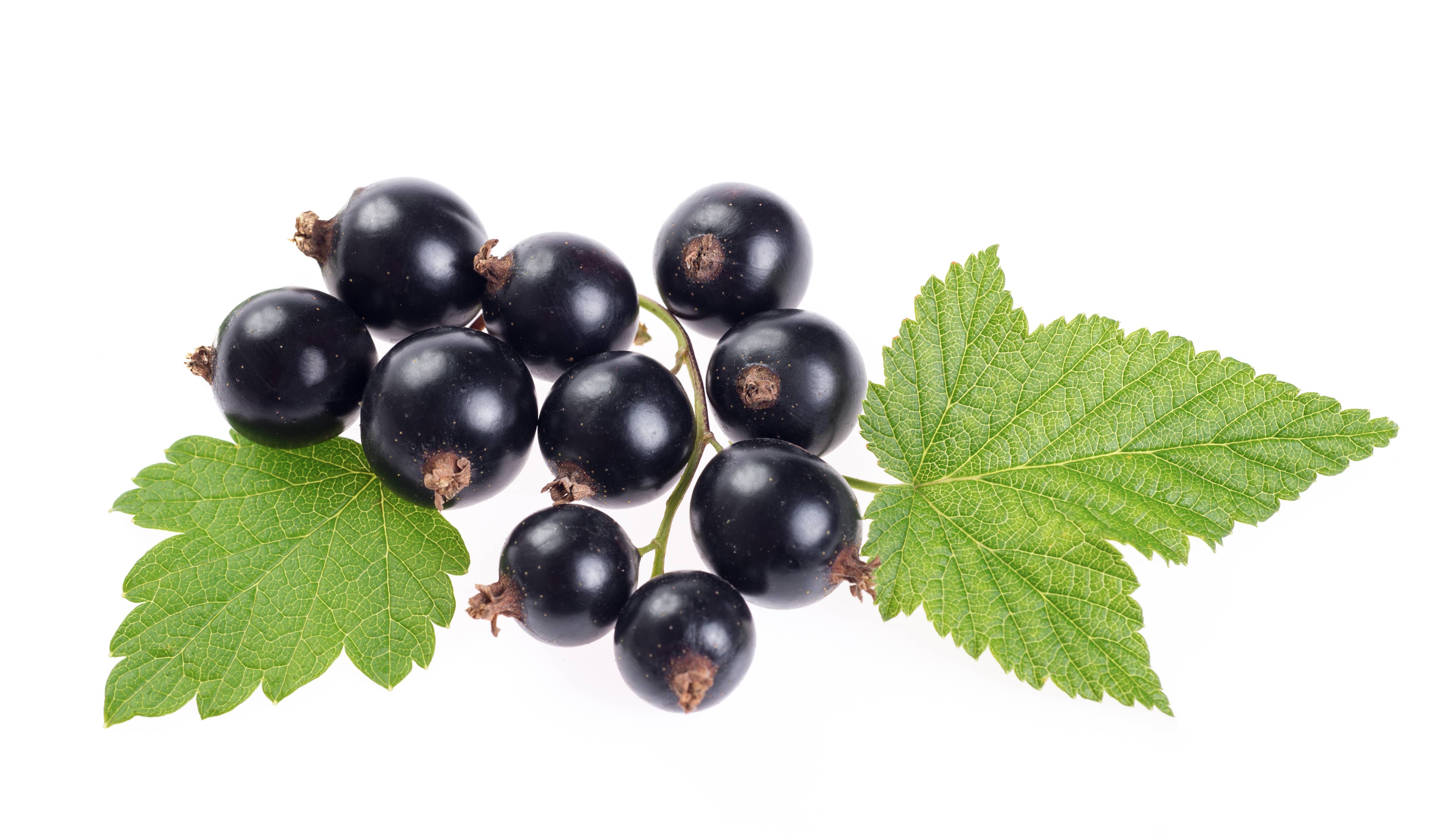 ImmuneSchein Ginger Elixirs - Wholesale Elixir - 2 fl. oz. Black Currant Ginger Elixir *2021 GFA Winner*2