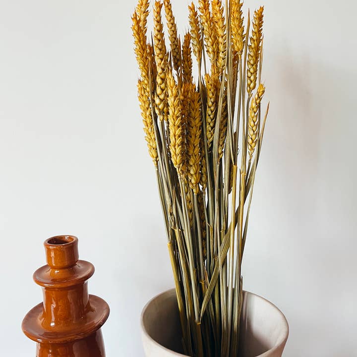 Uma Cantik – wholesale Torkade/pressade blommor – Vete gula torkade blommor