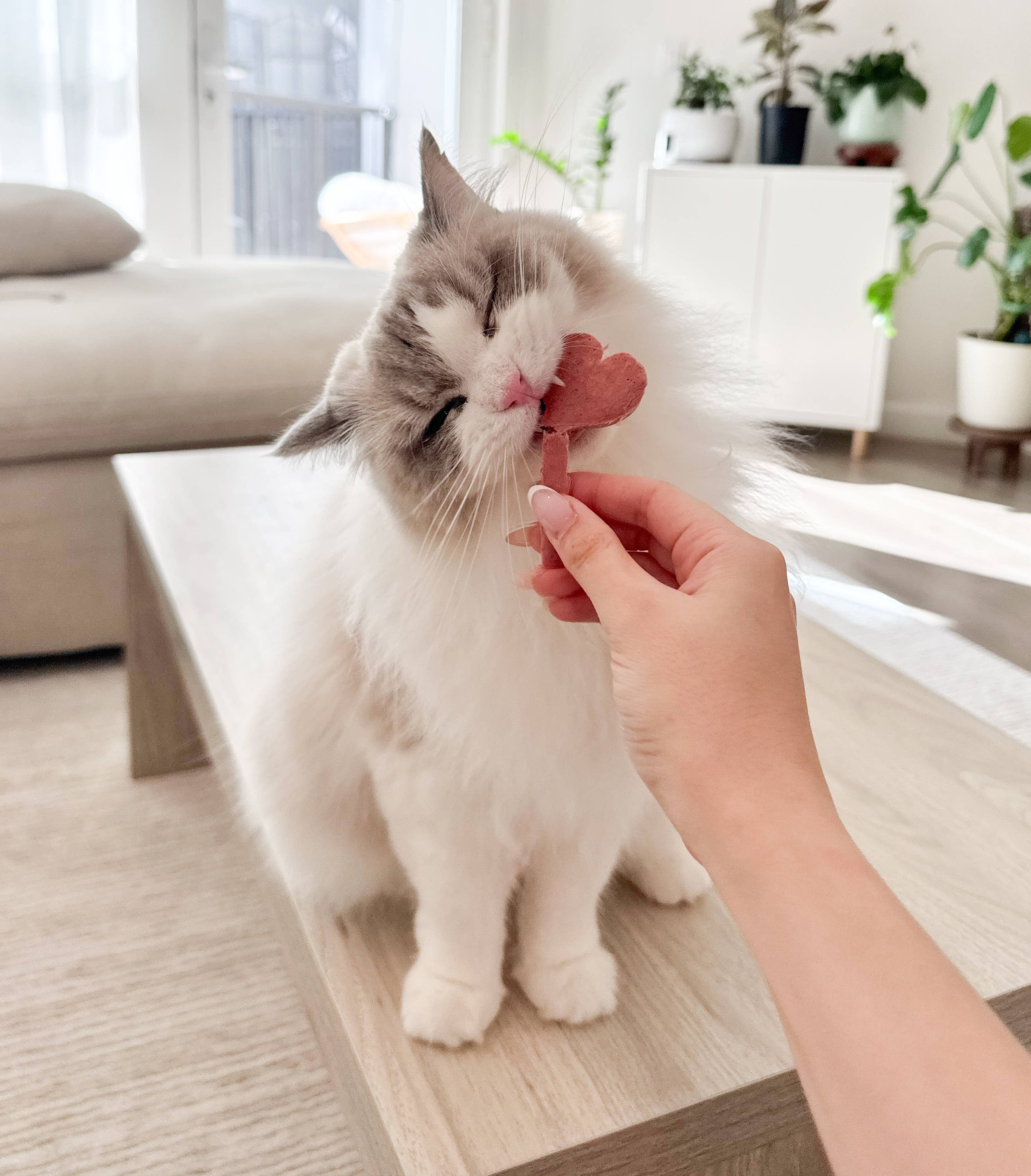 Petit Pawtisserie - Wholesale Pet Treats - Cat - Freeze Dried Lollipops Pet Treats for Cats & Dogs 8 Pc Pack 2