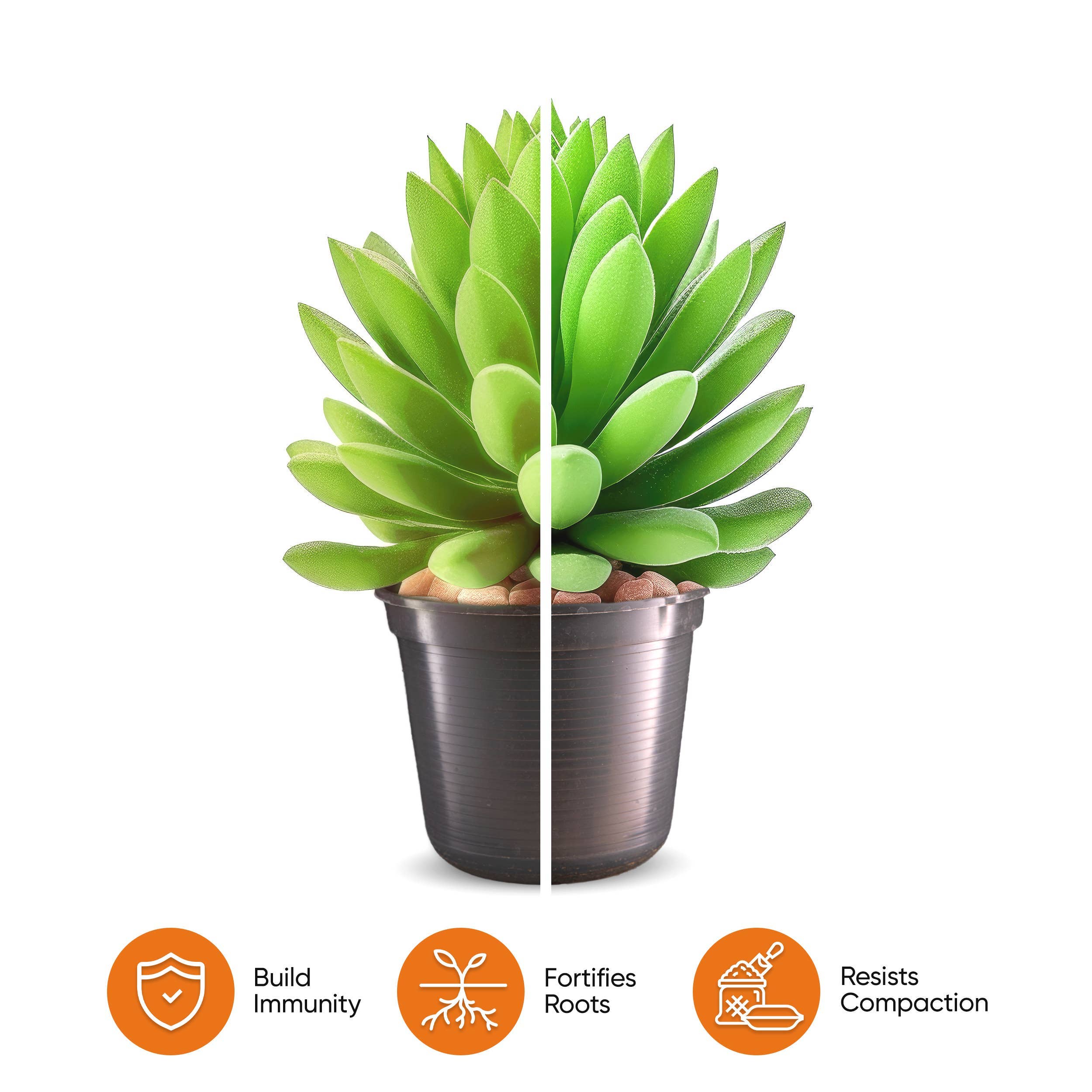 Veryplants Inc - Wholesale Planting/Potting Soil - Molly's Succulent Mix - Premium Soilless Gritty Mix- 5 Quart4