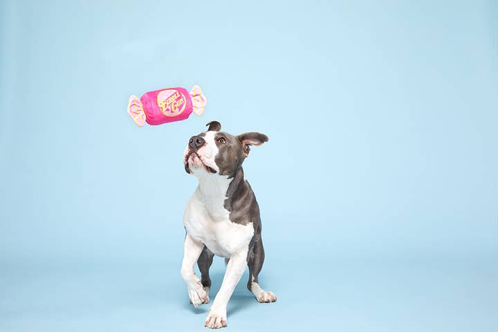 Pet Palette Distribution - Wholesale Pet Squeaky Toy - Dog - BARK Bubble Gum