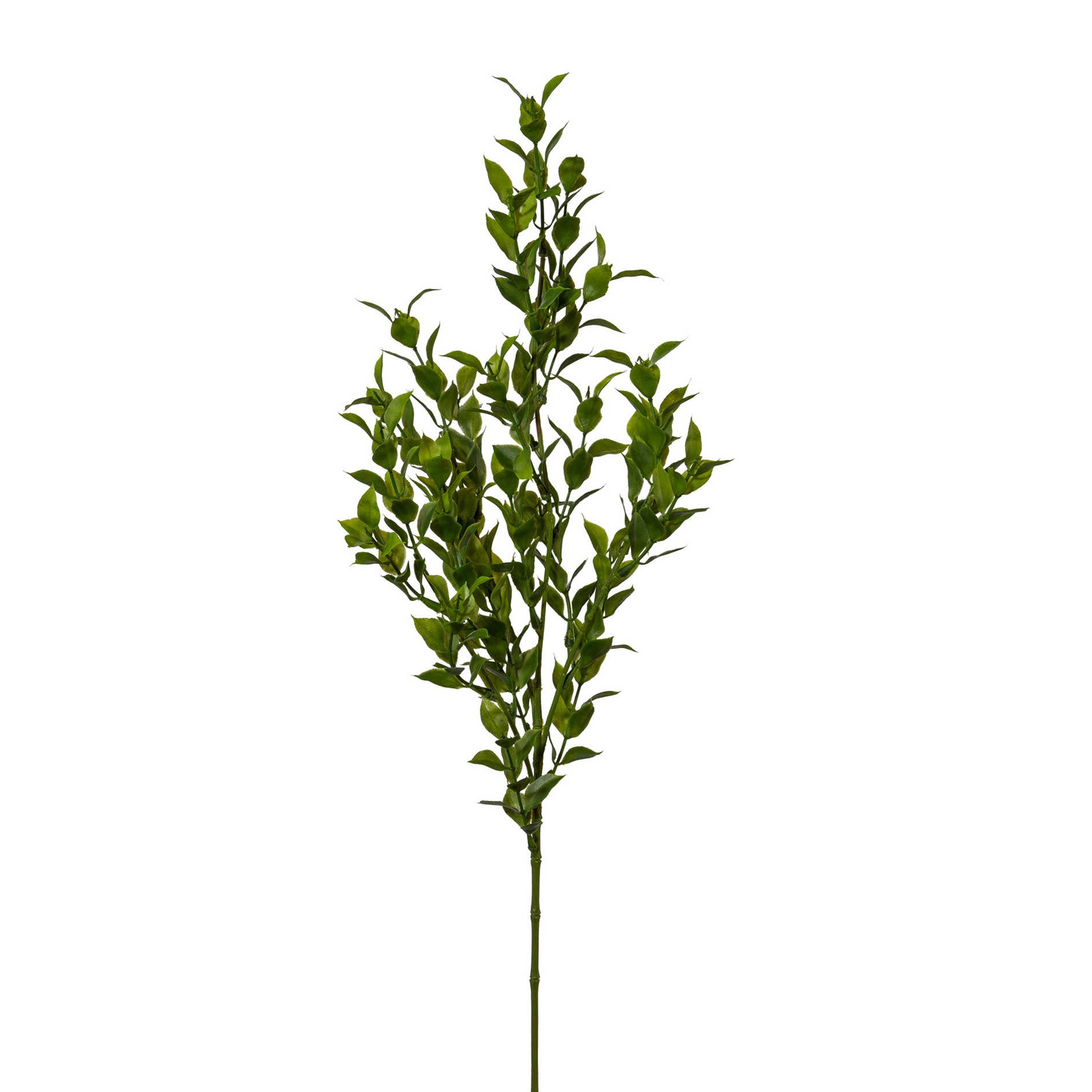 GASPER GmbH - Vente Plantes artificielles - Branche de ruscus verte, 70 cm0