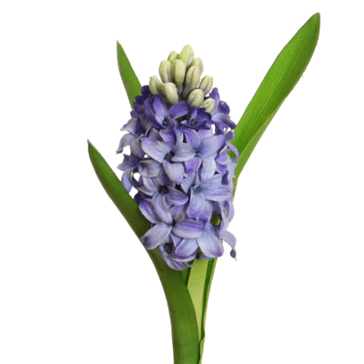 Floratexx - Wholesale Artificial Flowers - hyacinth 26 cm blue0
