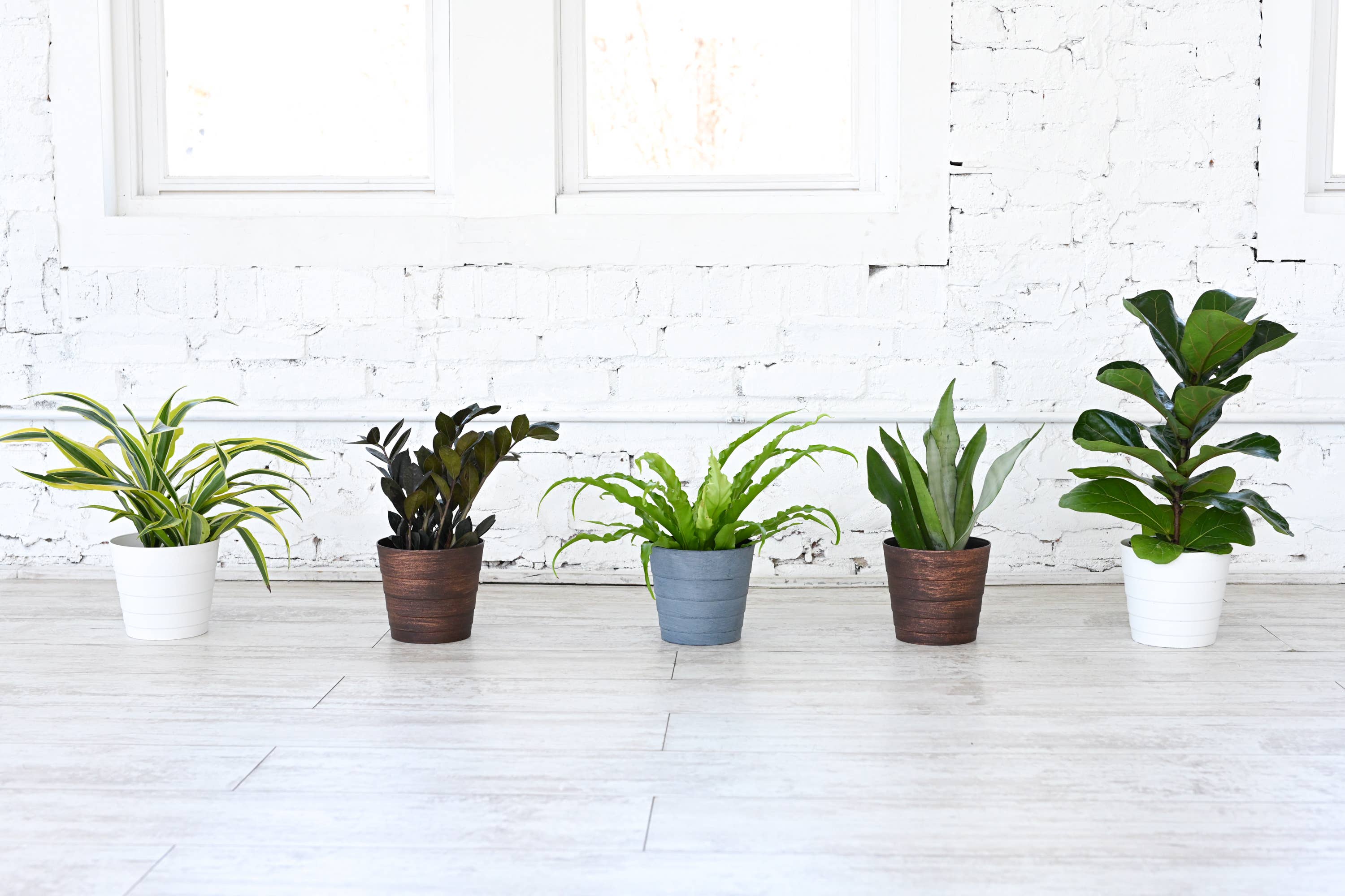 Thorsen's Greenhouse - Wholesale Live Plant - Grower's Choice Houseplant Assortment - 6" Live Plants7