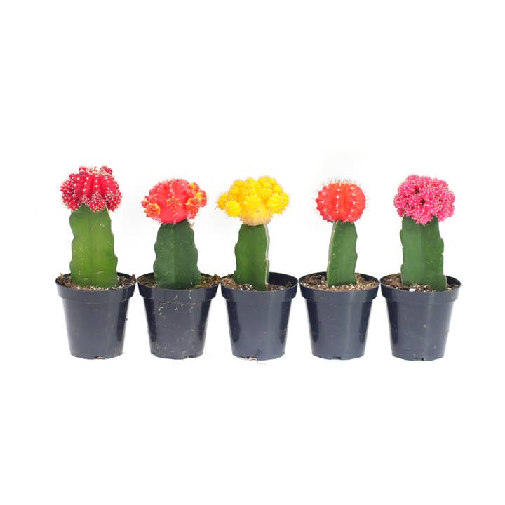 Succulent Wholesale - Wholesale Succulent - Gymnocalycium mihanovichii | Grafted Neon Moon Cactus