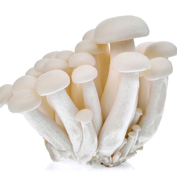 Midwest Grow Kits – wholesale DIY food kit – White Beech Shimeji Liquid Culture Syringe (10cc)