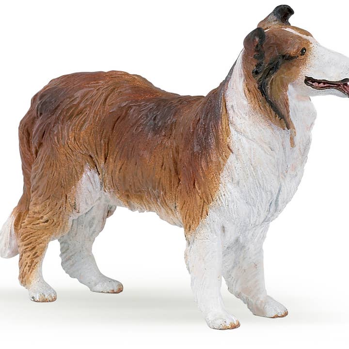 Collie pour la vente par DAM