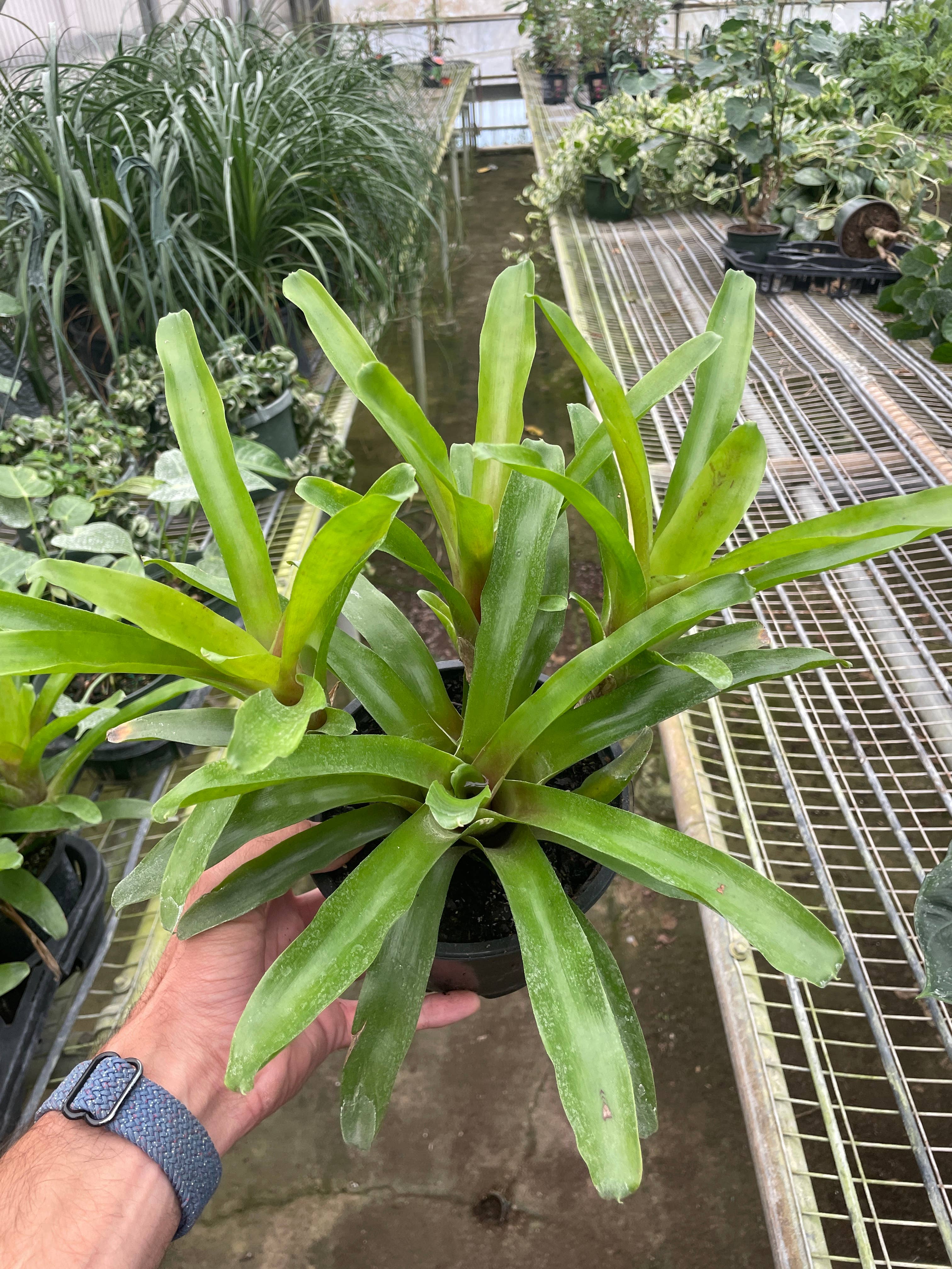 House Plant Wholesale - Wholesale Live Plant - Bromeliad 'Fireball' - 6" Pot
