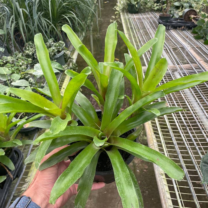 House Plant Wholesale - Wholesale Live Plant - Bromeliad 'Fireball' - 6" Pot0