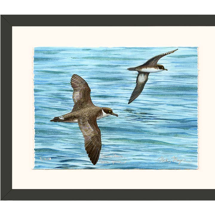 Great Shearwater Limited Edition Print for wholesale by Nick Mayer Art