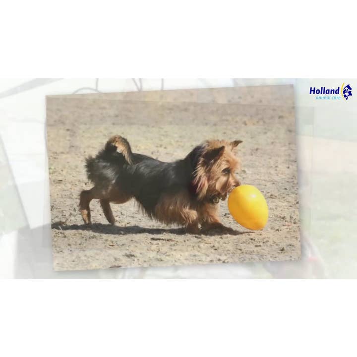 yellows Jolly Egg 30 cm Yellow for wholesale on Faire4