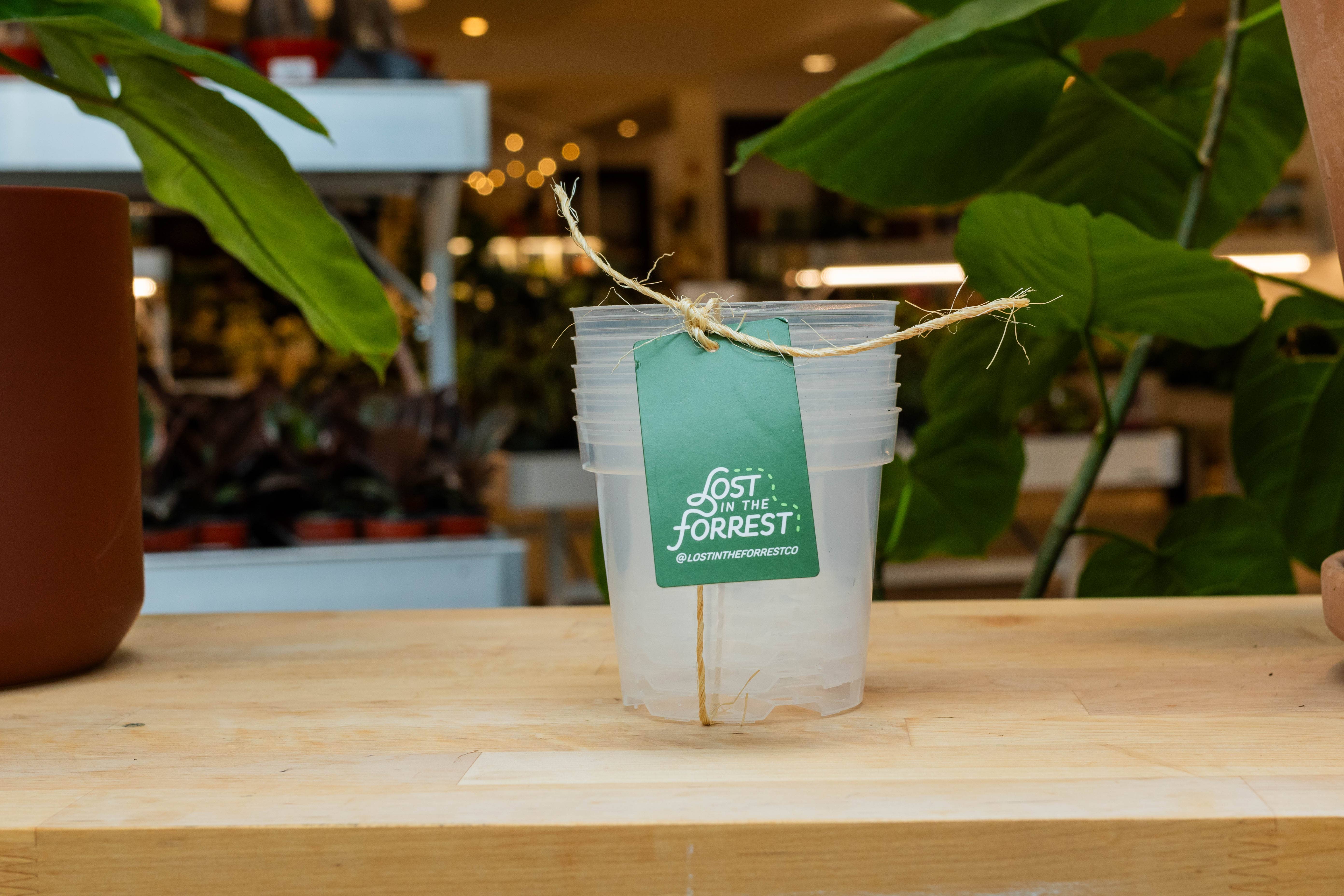 Lost in the Forrest - Wholesale Plant Pot - Clear Grower Pot7