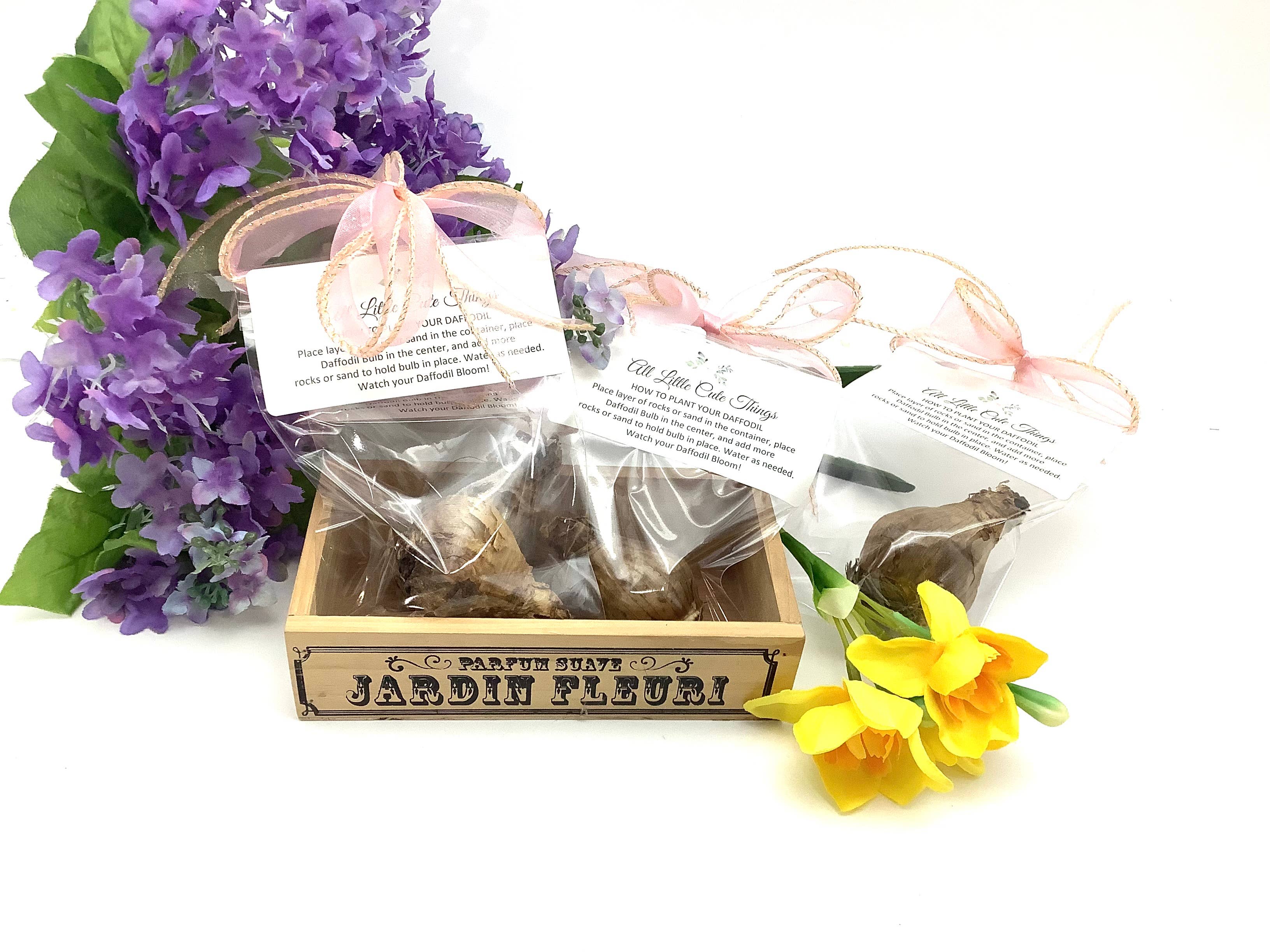 All Little Cute Things – wholesale Frön – Holländsk påskliljelök för plantering, presentgåva till tesällskap7